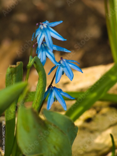 A photo of Four Scilla flowers