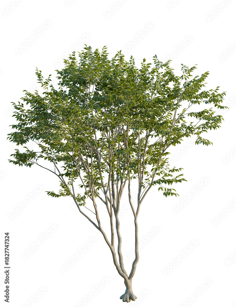 Obraz premium Zelkova serrata tree front view, cutout, transparent background, 4k isolate, Vibrant green tree with lush foliage isolated for landscape design needs