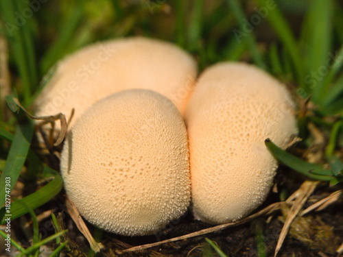 Lycoperdon perlatum, popularly known as the common puffball, warted puffball, gem-studded puffball or devil's snuff-box