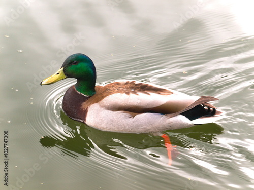 Mallard, wild duck, is swimming on lake's waters 