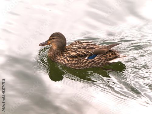 Mallard, wild duck, is swimming on lake's waters
