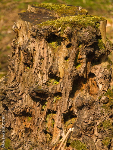 A shot of a rotten stump