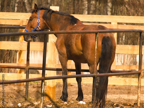 A brown horse is standing in the autumn sunlight