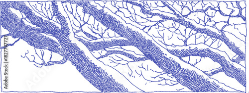 A blue and white drawing of tree branches. The branches are thin and have a lot of detail. vector illustration