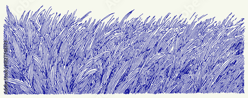 A blue and white drawing of a field of grass. The grass is very tall and the drawing is very detailed. vector illustration