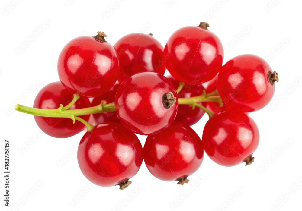 Ταπετσαρία Isolated glossy redcurrant branch with fresh translucent berries for dessert, be