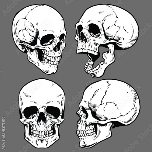 Four Skulls in Different Views - Illustration of Human Anatomy
