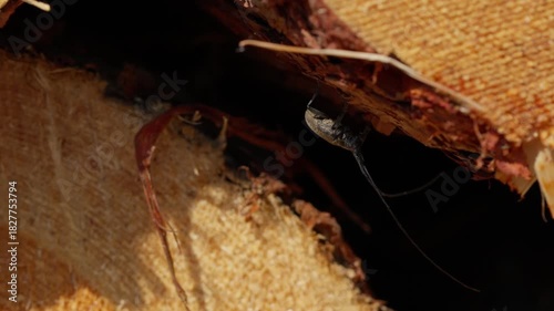 The small black spruce sawyer, a wood-boring beetle, crawls in extreme close-up through a crack on a cut and damaged pine. Body details and wood texture are visible.