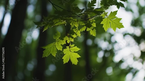 Close up of vibrant green maple leaves in a forest setting with soft bokeh background.