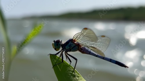 Close-up of a blue dragonfly perched on a green leaf with a blurred water background.