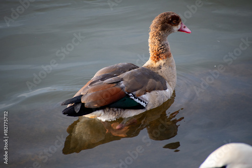 An Egyptian Goose paddling on the water of the river Trent in Nottingham, UK.