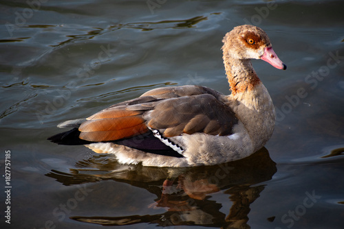 An Egyptian Goose paddling on the water of the river Trent in Nottingham, UK.