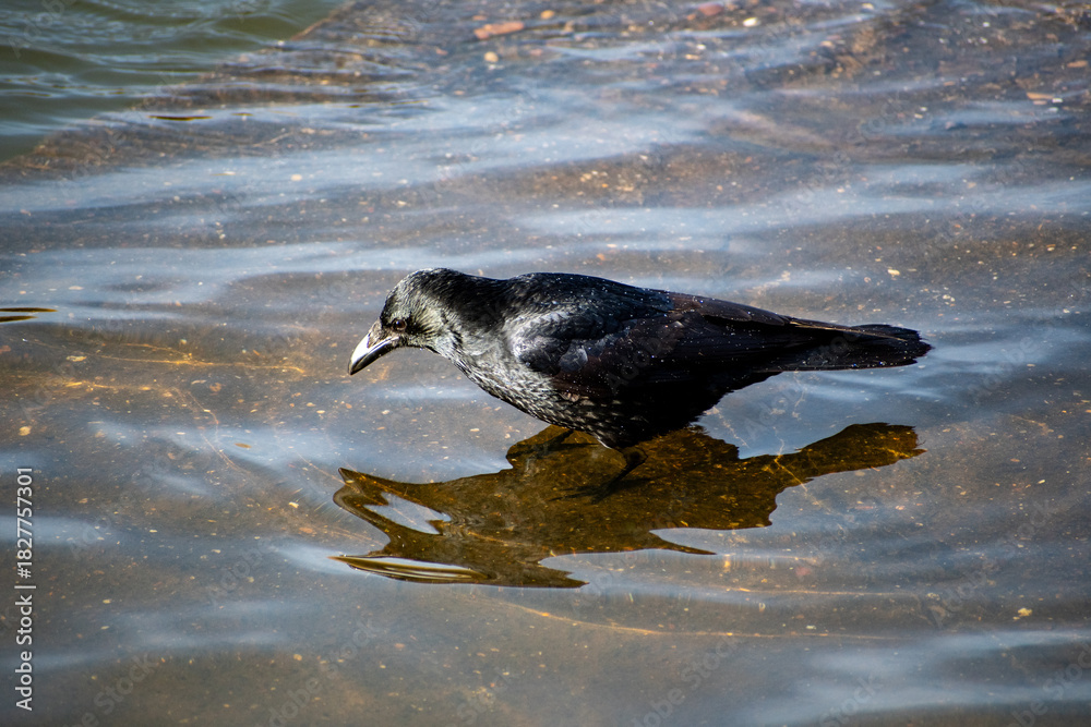 Fototapeta premium A Black Carrion Crow taking a bath in the water on the river Trent in Nottingham, UK.