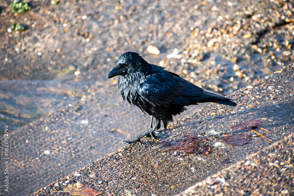 Obraz premium A close-up view of a Carrion Crow after taking a bath on the waterfront of the river Trent in Nottingham, UK.