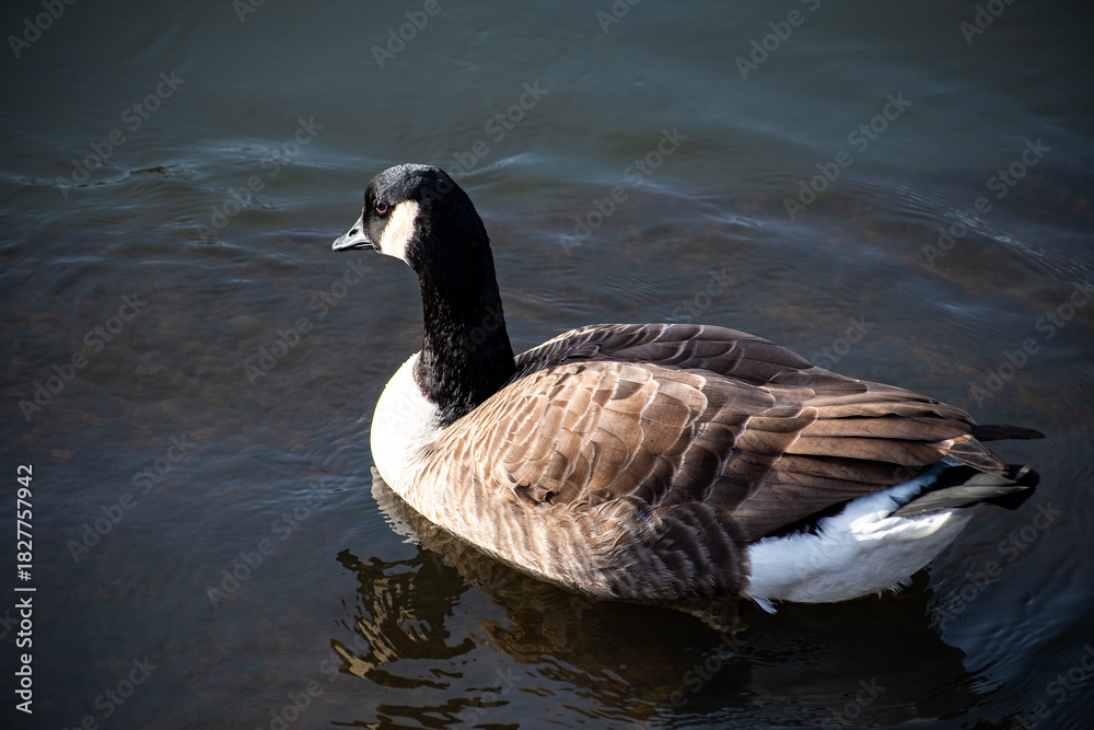 Obraz premium A close-up view of a Canada Goose on the water of the river Trent in Nottingham, UK.