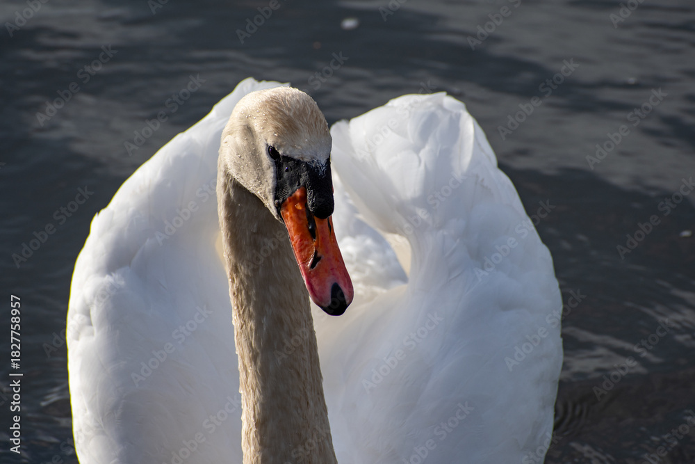 Obraz premium A close-up view of a Mute Swan paddling on the river Trent in Nottingham, UK.