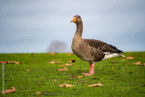 A close-up view of  a Greylag Goose foraging for food near the river Trent in Nottingham, UK.