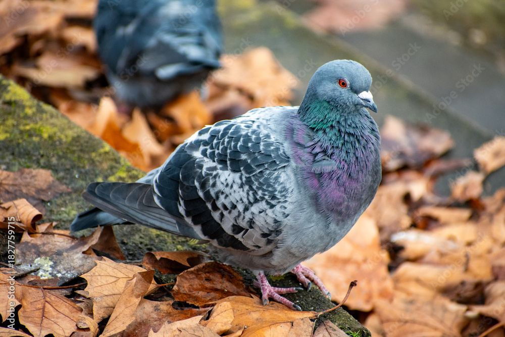 Fototapeta premium A close-up of a feral pigeon on the ground near the river Trent in Nottingham, UK.