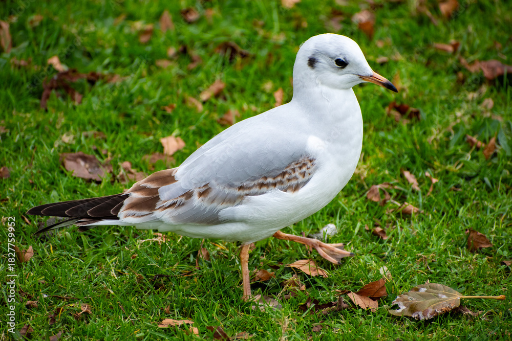 Fototapeta premium A Black-headed Gull in it's winter coat looking for food on the waterfront of the river Trent in Nottingham, UK