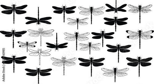 Collection of black and white dragonfly silhouettes and detailed line drawings insect