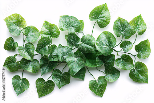 Lush green vine leaves arranged beautifully, showcasing vibrant hues and intricate patterns. Perfect for nature-themed designs and decor.