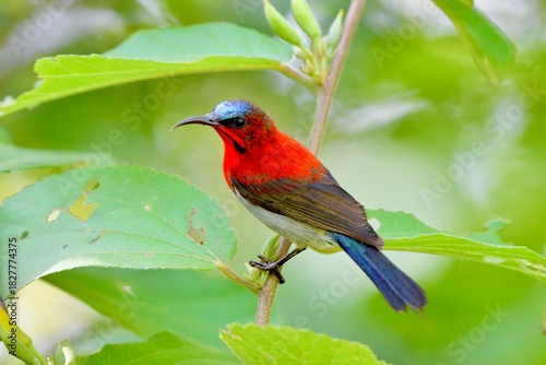 The crimson sunbird with a crimson breast and maroon back.