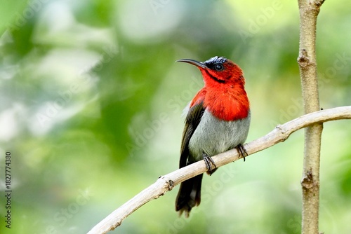 The crimson sunbird with a crimson breast and maroon back.