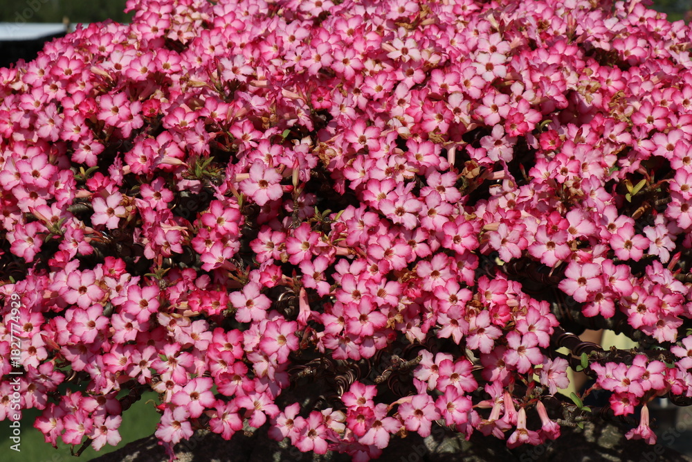 Fototapeta premium Pink flowers for background. The tree is densely blossoming.