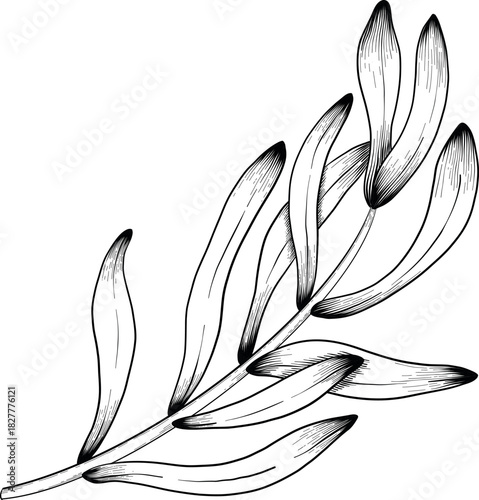 Engraving botanical sketch of lavender, hand-drawn vector with black ink on white paper, naturalistic detail and delicate linework
