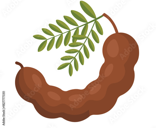 A cartoon illustration depicting a ripe tamarind pod and a leafy branch