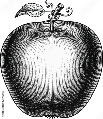 Elegant apple drawing for vintage designs or branding