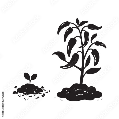 Chili Pepper Plant Growth Cycle Sprout, Seedling, and Mature Vegetable Silhouette.