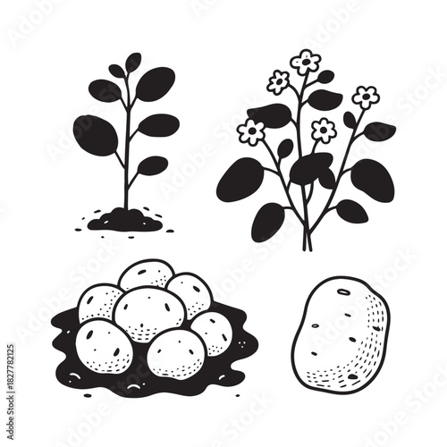 Potato Plant and Harvest Vector Icon Set Sprout, Flowering, and Tubers.