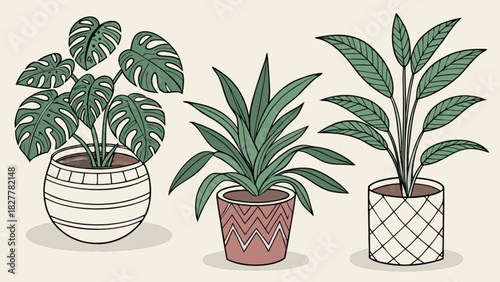 Diverse collection of three uniquely potted hand-drawn houseplants, showcasing monstera, calathea, and an elegant foliage plant for interior decor.