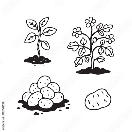 Potato Plant and Harvest Vector Icon Set Sprout, Flowering, and Tubers.