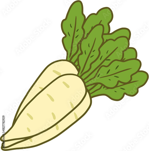 vector illustration of a radish 
