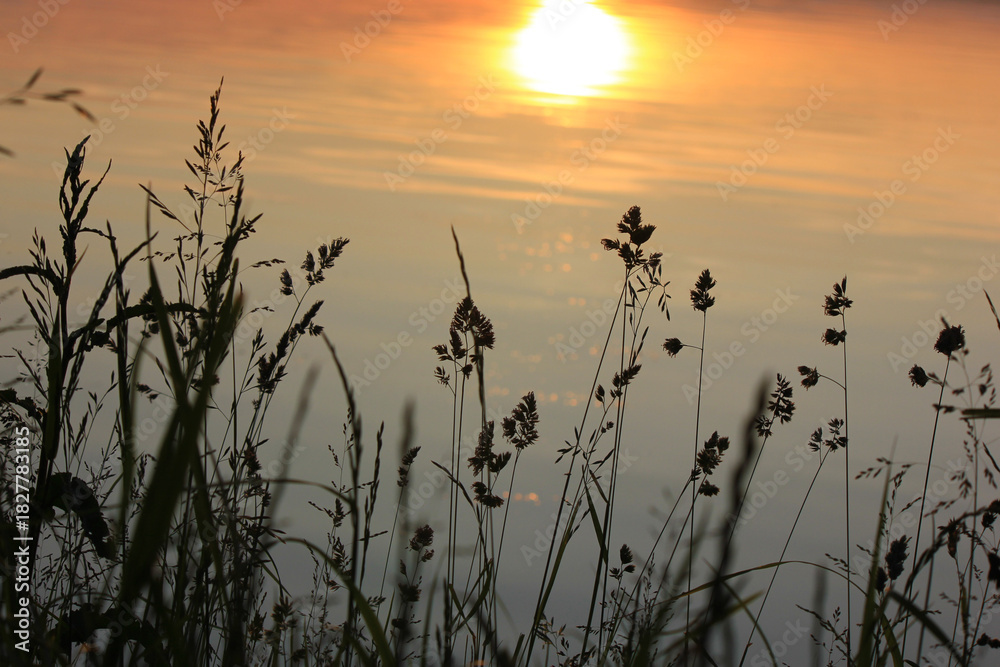 Obraz premium dark silhouette of grass on a blurred background of water. Beautiful abstract natural background. summer landscape. The sun's disk plays on the thin blades of grass. a fiery sunset. inspiration. 