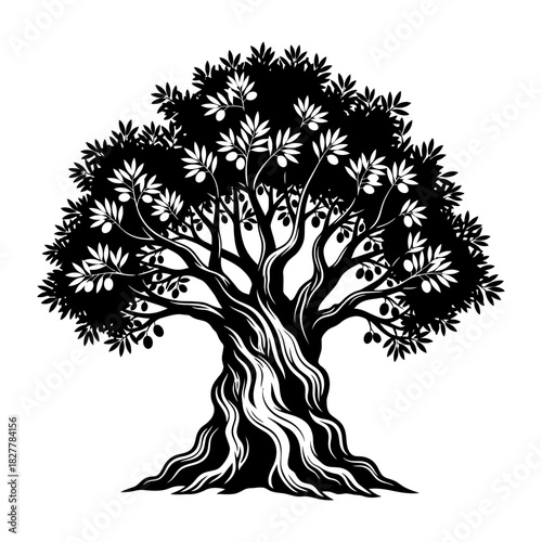 Bold Graphic Silhouette of a Robust Olive Tree Bearing Small Fruits (2)