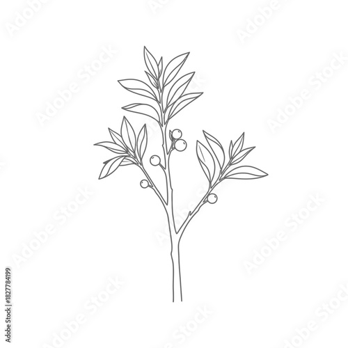 Delicate Silhouette of a Young Citrus Tree with Few Fruits and Tender Leaves