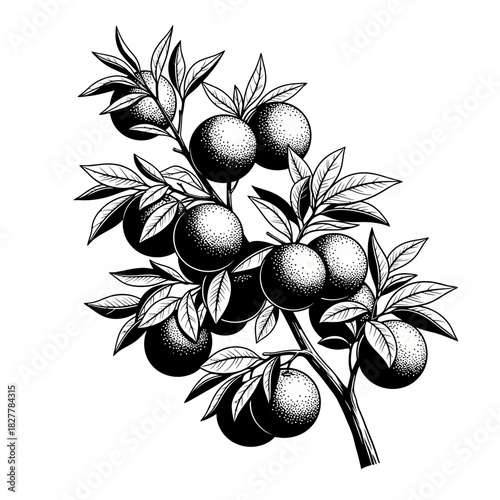 Detailed Silhouette of an Orange Tree Branch Heavy with Ripe Fruit