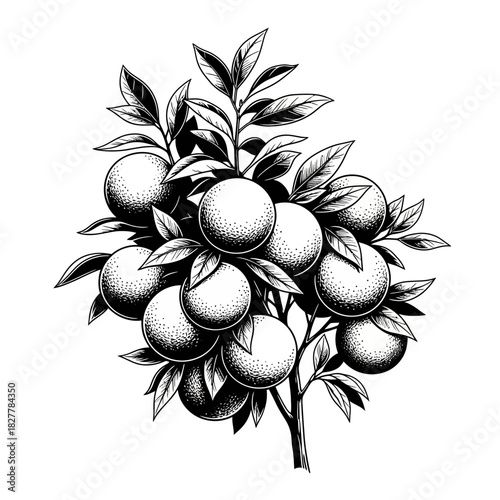 Detailed Silhouette of an Orange Tree Branch Heavy with Ripe Fruit