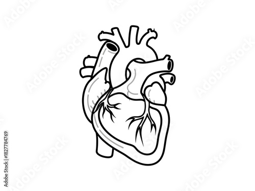 Anatomical Heart Illustration Medical Vector Design