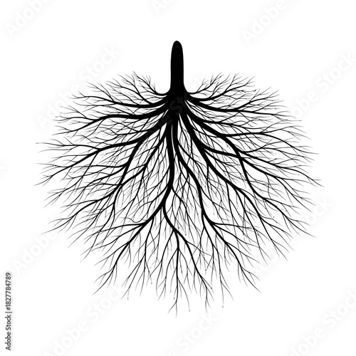 Stylized Black Silhouette of Fibrous Roots Spreading Out Like a Fan