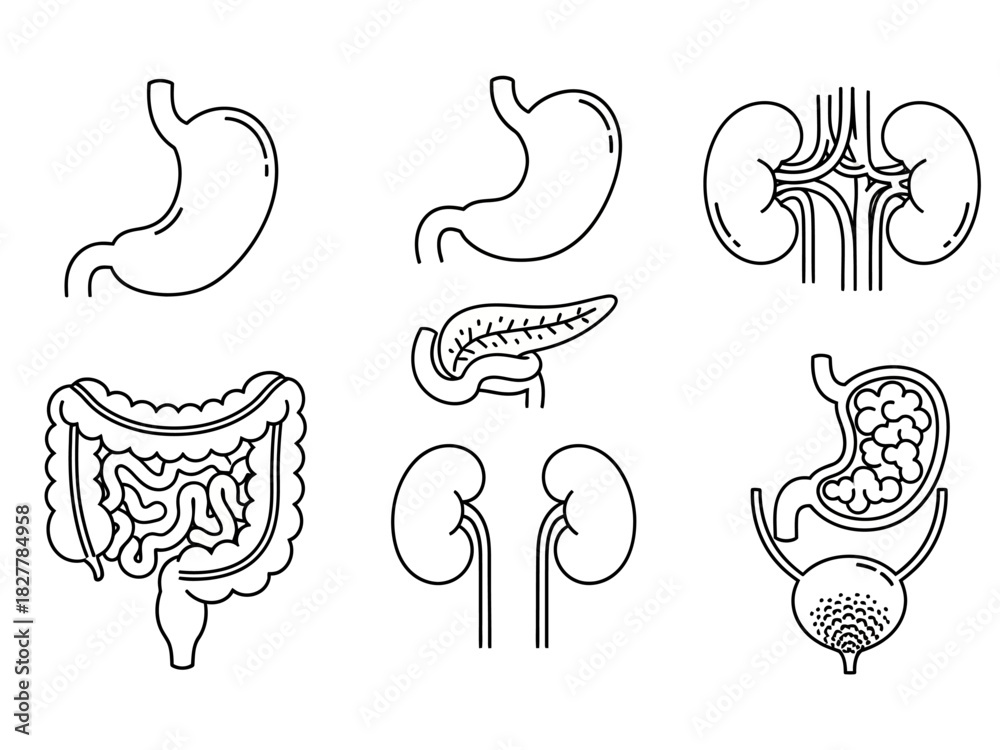 Obraz premium Set of Medical Icons Depicting Human Organs Stomach, Kidneys, Pancreas, Intestines, and Bladder