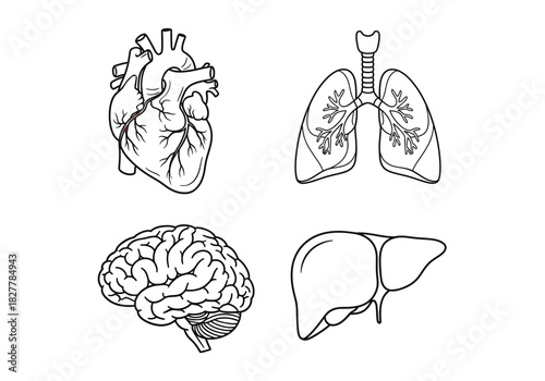 A collection of human internal organs illustrated in a simple line art style, featuring the heart, lungs, brain, and liver for medical or scientific use