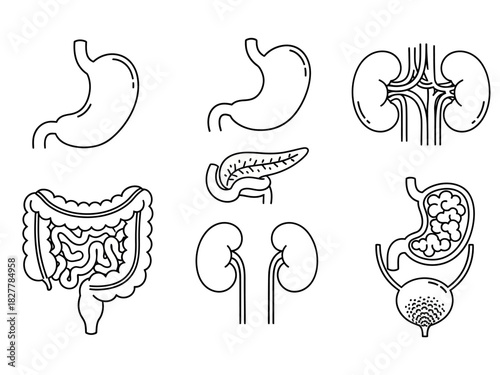 Set of Medical Icons Depicting Human Organs Stomach, Kidneys, Pancreas, Intestines, and Bladder