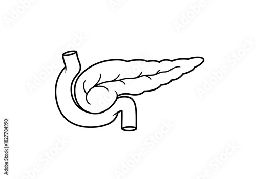 Line art icon of the human pancreas and duodenum, an essential organ for digestion and insulin production, isolated on a white background