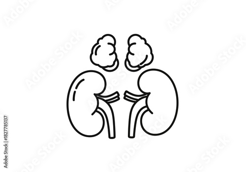 Human Kidney and Adrenal Glands A Simplified Anatomical Illustration in Outline Form