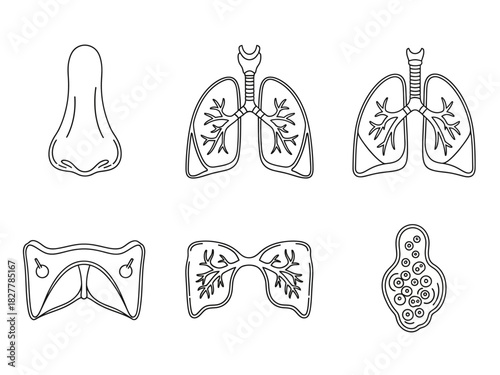 Respiratory System Anatomy Line Art Illustrations of Nose, Lungs, and Diaphragm