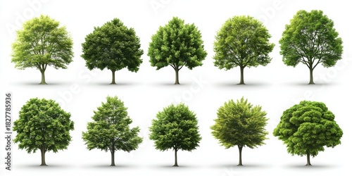 Isolated realistic trees collection white background nature photography studio environment close-up view gigapixel quality